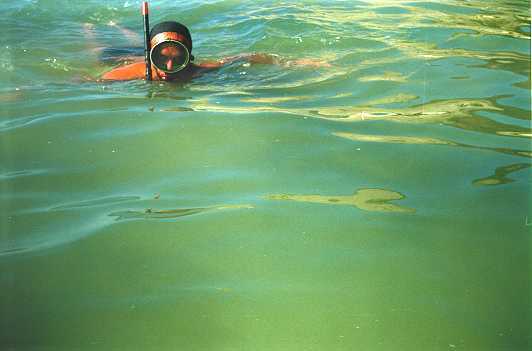 ot2.jpg (16144 bytes)