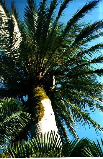 pro2.jpg (47498 bytes)